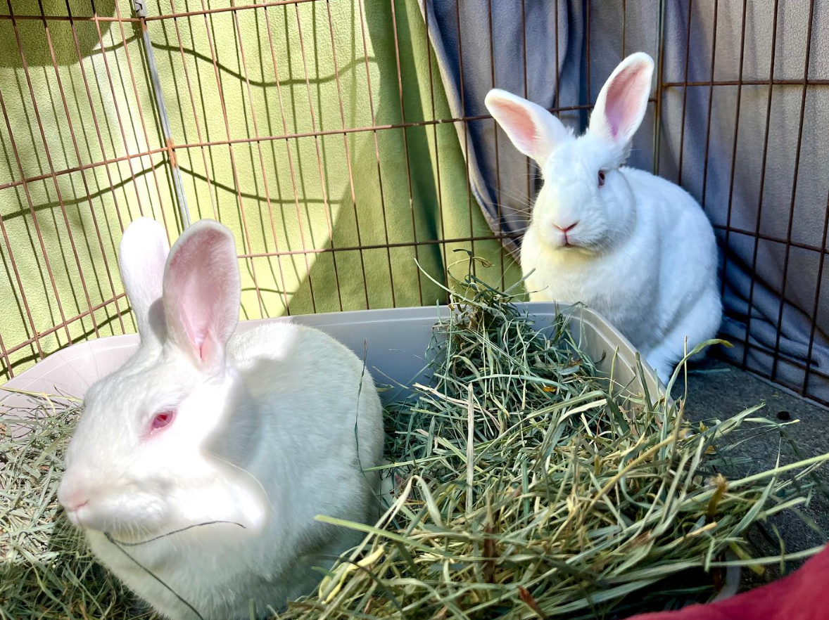 Oakland Street Bunz | Rescuing dumped and abandoned rabbits on the ...